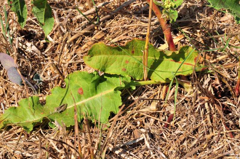 Rumex crispus / Romice crespo